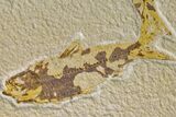 Pair of Fossil Fish (Knightia) - Green River Formation #159057-1